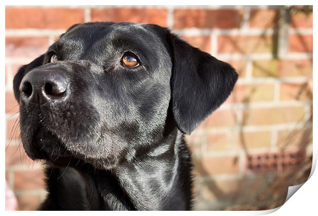 Labrador in the sun Print by Simon Wrigglesworth