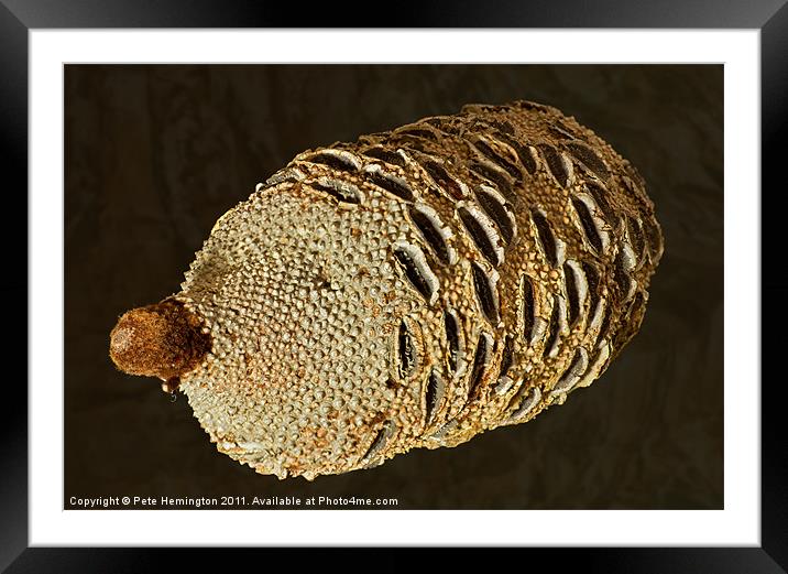 Banksia Grandis Seed pod Framed Mounted Print by Pete Hemington
