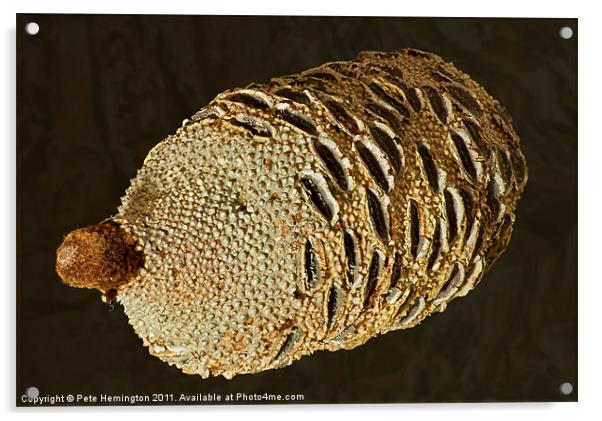 Banksia Grandis Seed pod Acrylic by Pete Hemington