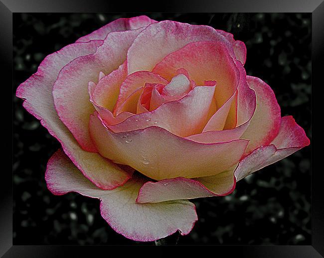 Rose Framed Print by Derek Vines