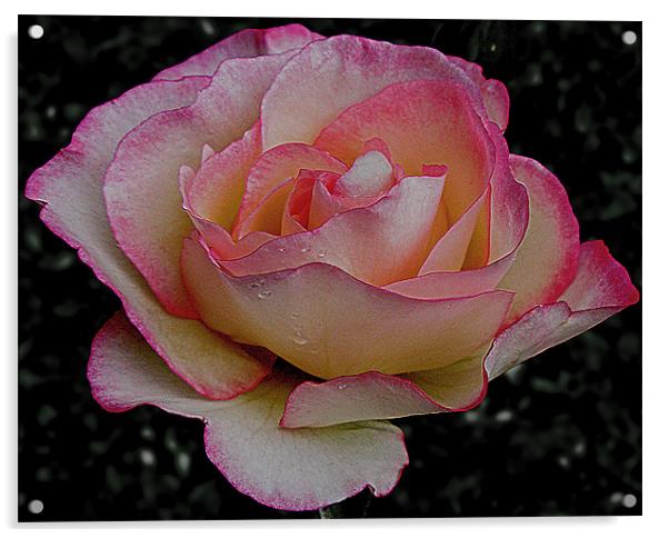 Rose Acrylic by Derek Vines