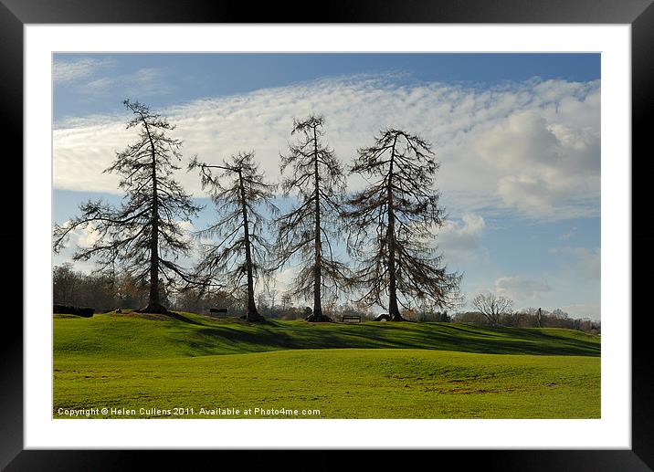 LARCHES AT VERULAMIUM Framed Mounted Print by Helen Cullens