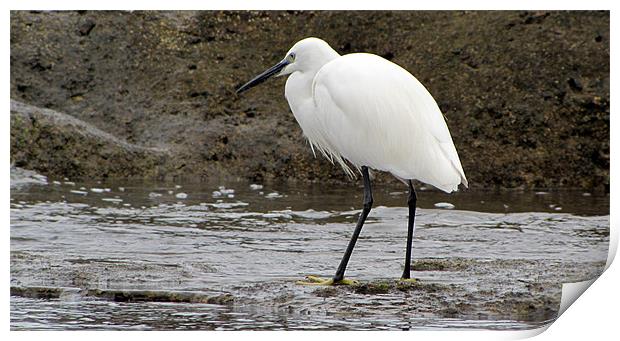 Little Egret Print by barbara walsh