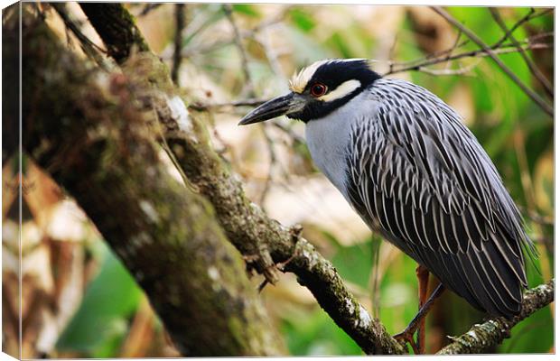 Night Heron Canvas Print by Candice Smith