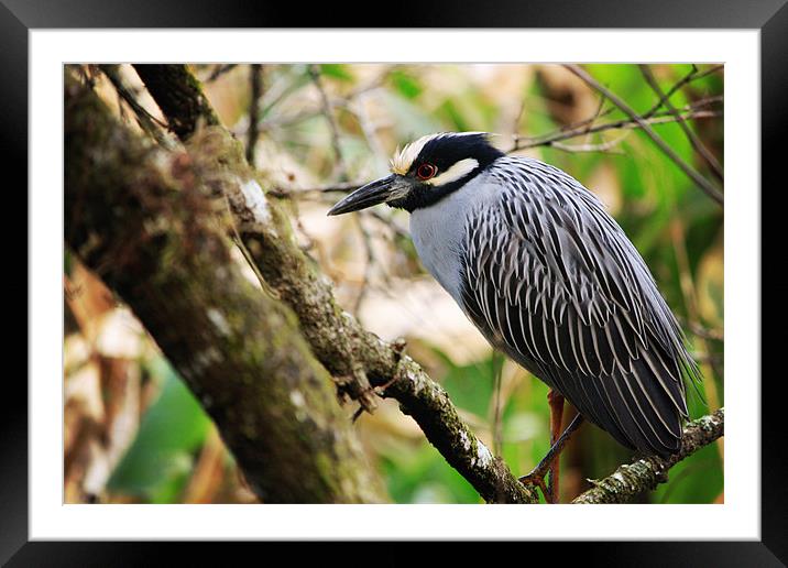 Night Heron Framed Mounted Print by Candice Smith
