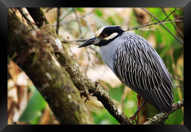Night Heron Framed Print by Candice Smith