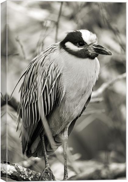 Night Heron Close-up Canvas Print by Candice Smith