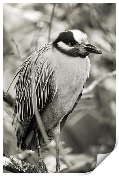 Night Heron Close-up Print by Candice Smith