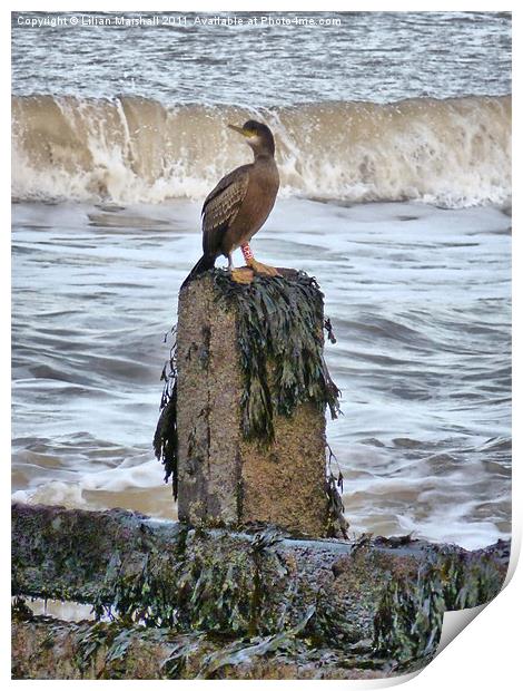 A Ringed Shag Print by Lilian Marshall