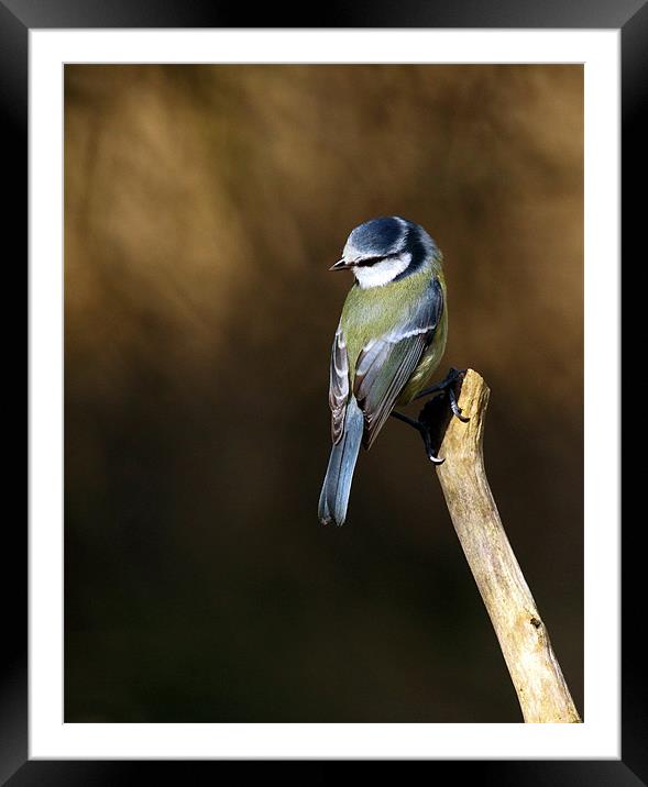 Blue tit Framed Mounted Print by Grant Glendinning