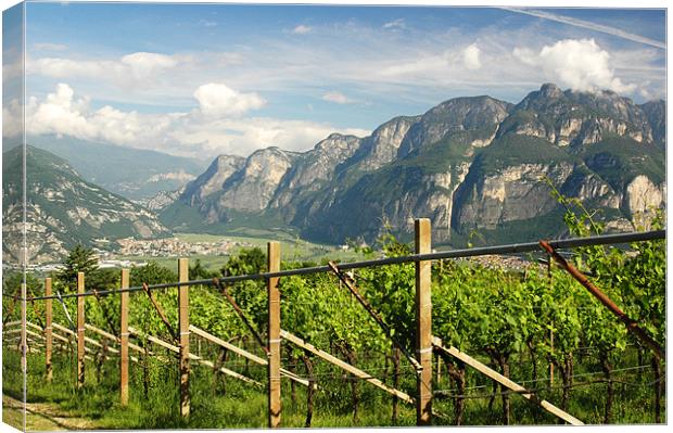 The Vineyards of Trentino Canvas Print by Michelle Stranges