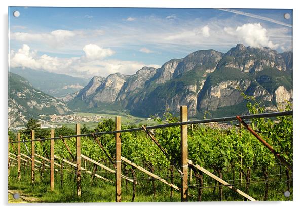 The Vineyards of Trentino Acrylic by Michelle Stranges