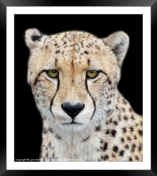 Cheetah Framed Mounted Print by Lynn Bolt