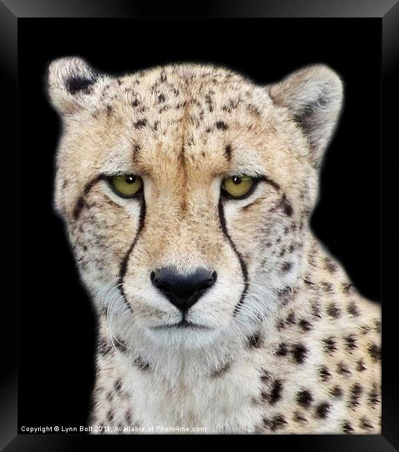 Cheetah Framed Print by Lynn Bolt