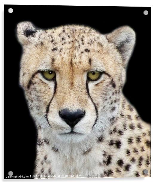 Cheetah Acrylic by Lynn Bolt