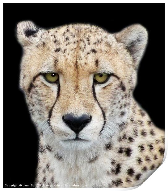Cheetah Print by Lynn Bolt