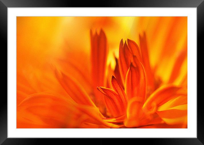 Cerbera Flower Framed Mounted Print by Elaine Manley