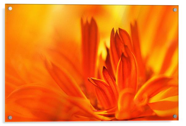 Cerbera Flower Acrylic by Elaine Manley