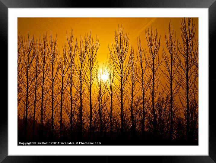 Winter Tree Silhouettes Framed Mounted Print by Ian Collins