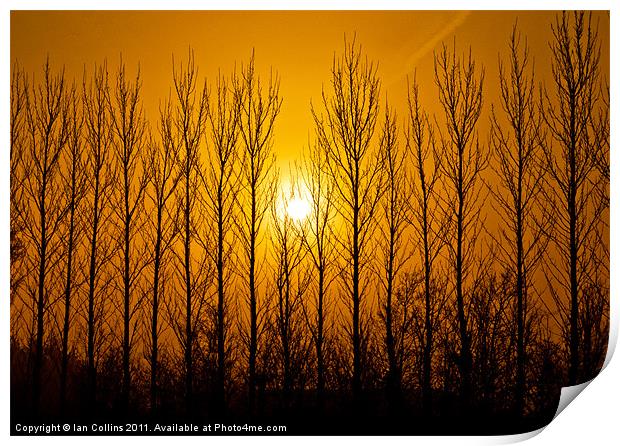 Winter Tree Silhouettes Print by Ian Collins