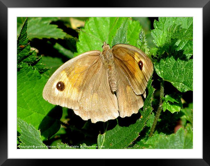 A butterfly in Normandy Framed Mounted Print by Gordon Dimmer