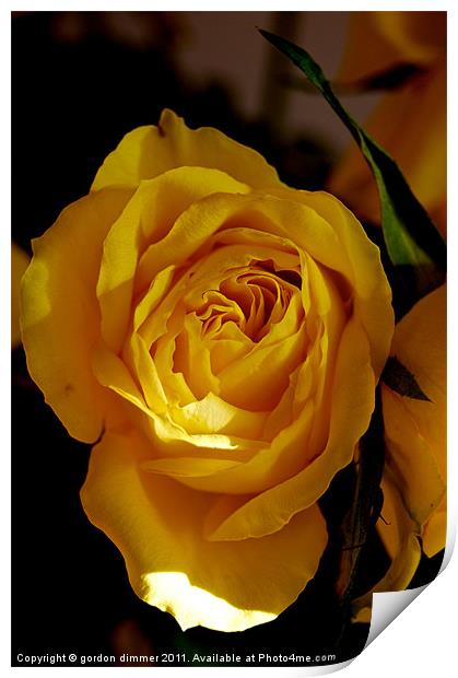 A bright yellow rose Print by Gordon Dimmer