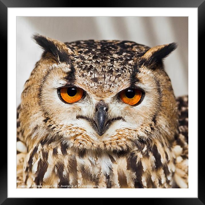 Bengal Eagle-Owl (Bubo bengalensis) Framed Mounted Print by Steve Liptrot