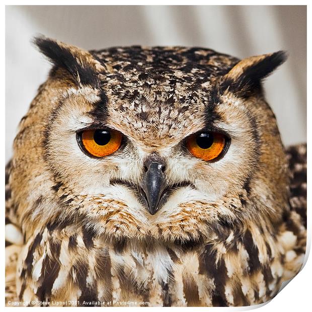 Bengal Eagle-Owl (Bubo bengalensis) Print by Steve Liptrot