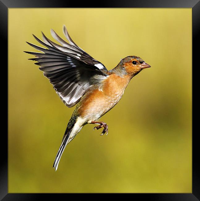 Chaffinch in flight Framed Print by Grant Glendinning