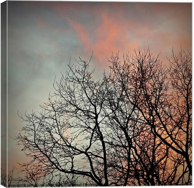 Silhouettes and sunsets Canvas Print by Sharon Lisa Clarke
