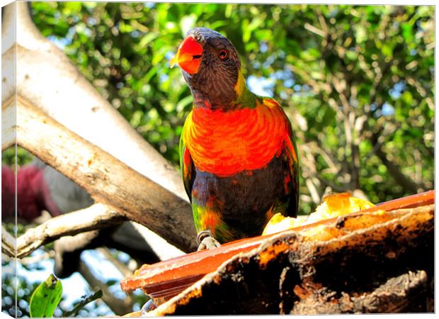 Parrot Canvas Print by barbara walsh