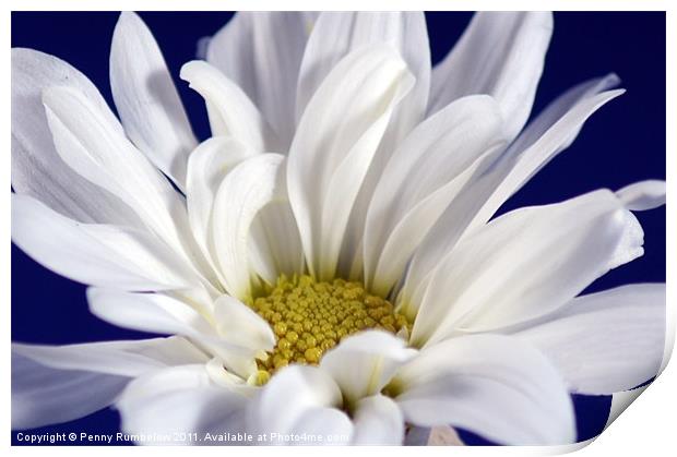 White Chrysanthemum Print by Elouera Photography