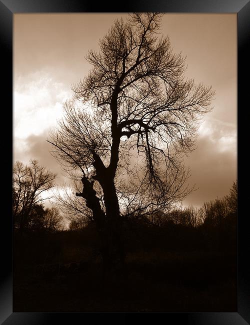 Haunted Tree Framed Print by Debra Spaul