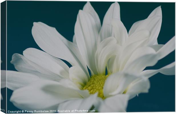 White Chrysanthemum Canvas Print by Elouera Photography
