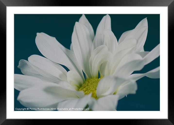 White Chrysanthemum Framed Mounted Print by Elouera Photography