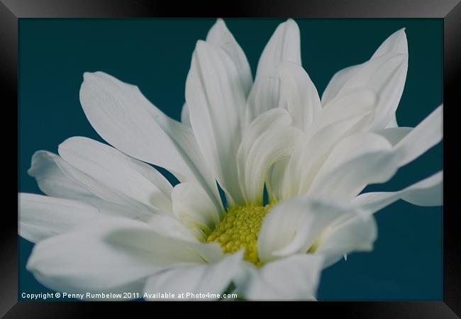 White Chrysanthemum Framed Print by Elouera Photography