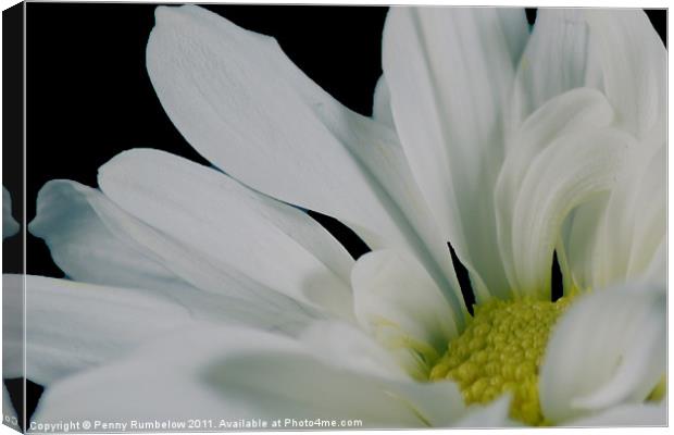 White Chrysanthemum Canvas Print by Elouera Photography