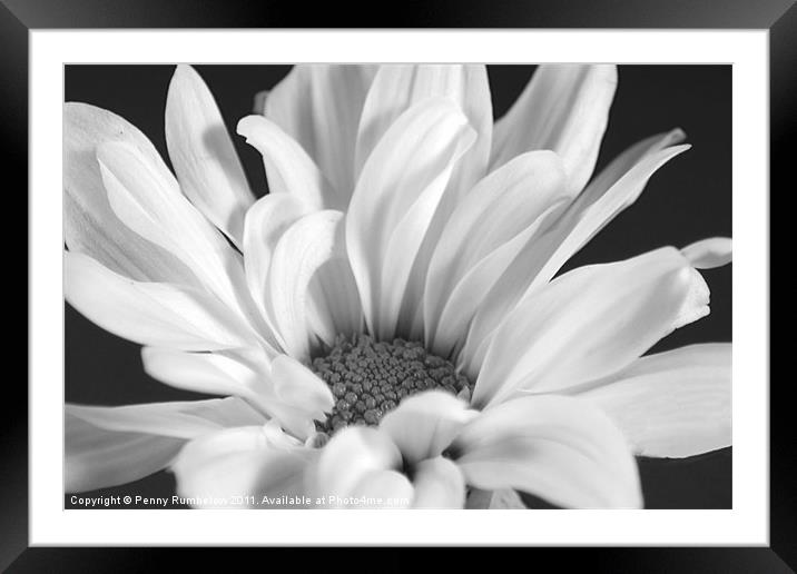 White Chrysanthemum Framed Mounted Print by Elouera Photography