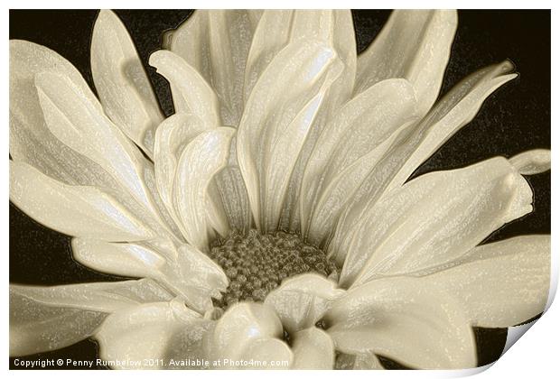 White Chrysanthemum Print by Elouera Photography
