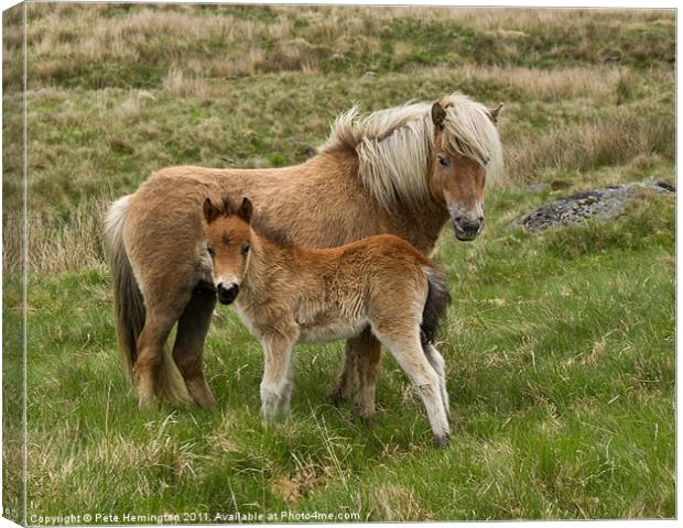 Mother and Foal Canvas Print by Pete Hemington