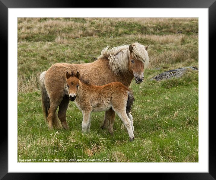 Mother and Foal Framed Mounted Print by Pete Hemington