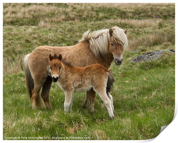Mother and Foal Print by Pete Hemington