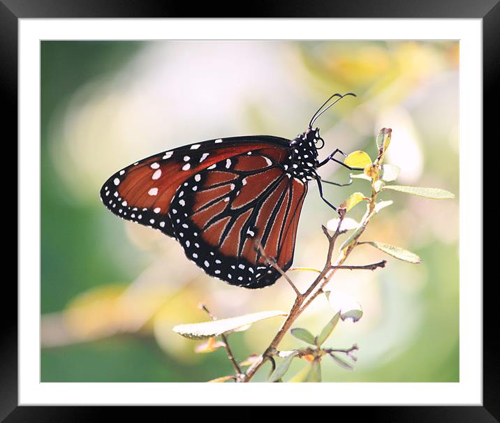 On The Wings of a Butterfly Framed Mounted Print by Candice Smith