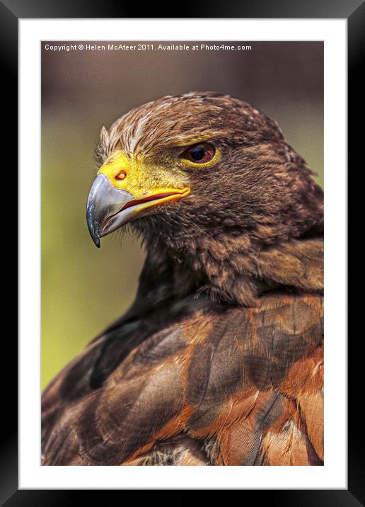 Male Harris Hawk Framed Mounted Print by Helen McAteer