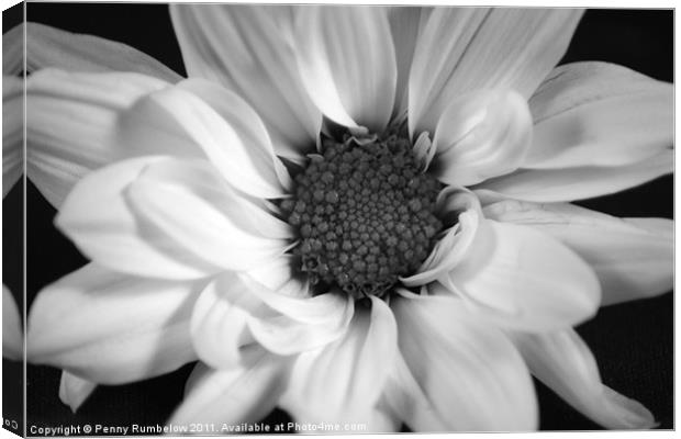 chrysanthemum Canvas Print by Elouera Photography