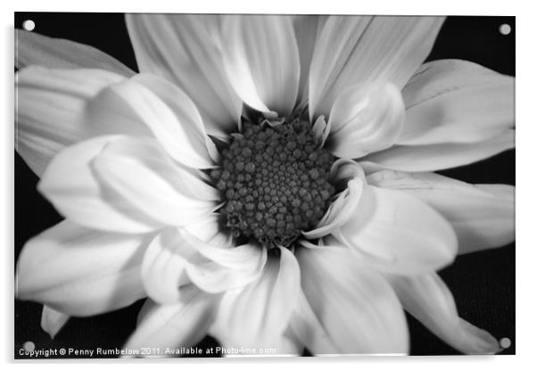 chrysanthemum Acrylic by Elouera Photography