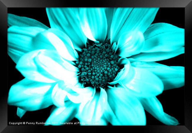 vivid blue chrysanthemum Framed Print by Elouera Photography