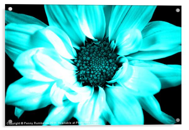 vivid blue chrysanthemum Acrylic by Elouera Photography