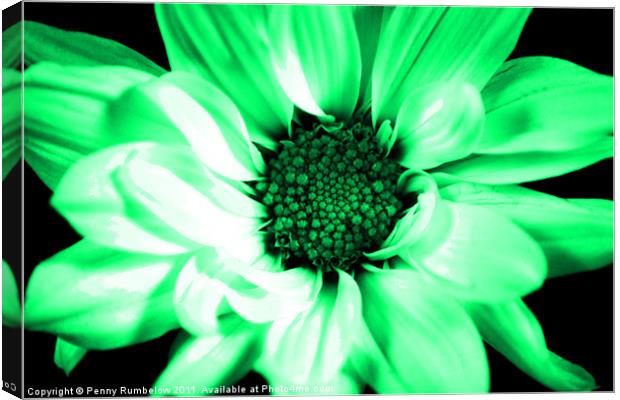 vivid green chrysanthemum Canvas Print by Elouera Photography