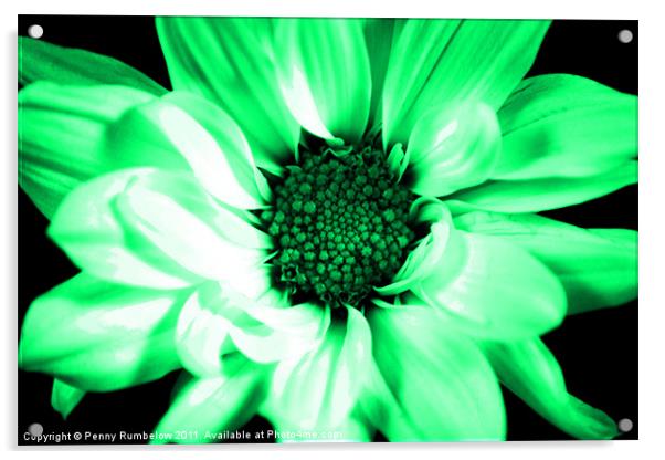 vivid green chrysanthemum Acrylic by Elouera Photography